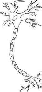 neuron vertical